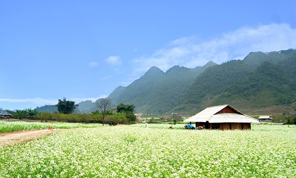 kinh-nghiem-du-lich-moc-chau-4.jpg
